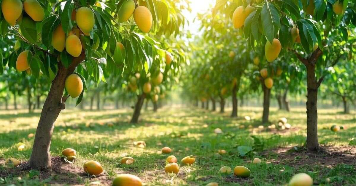 Best Mango Captions for Instagram